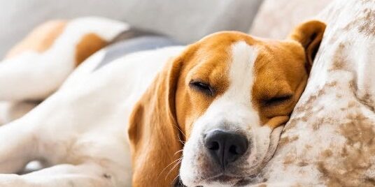 dormir